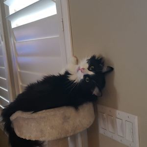 Meet your Posher, Lisa